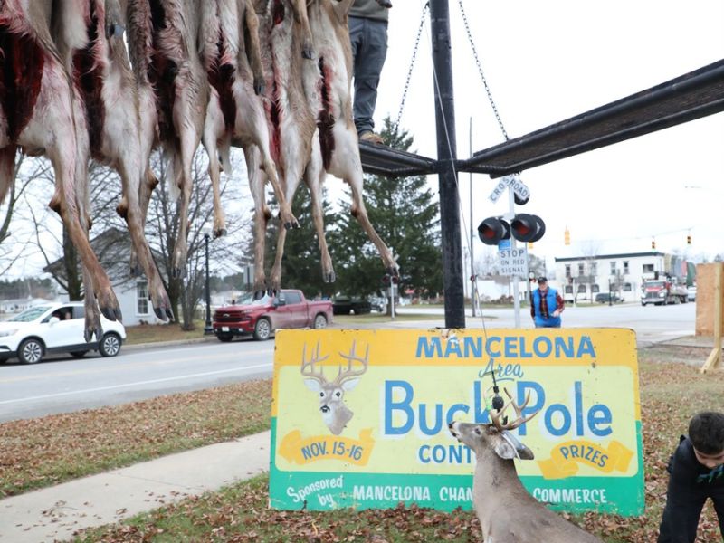 20241115 70th buck pole