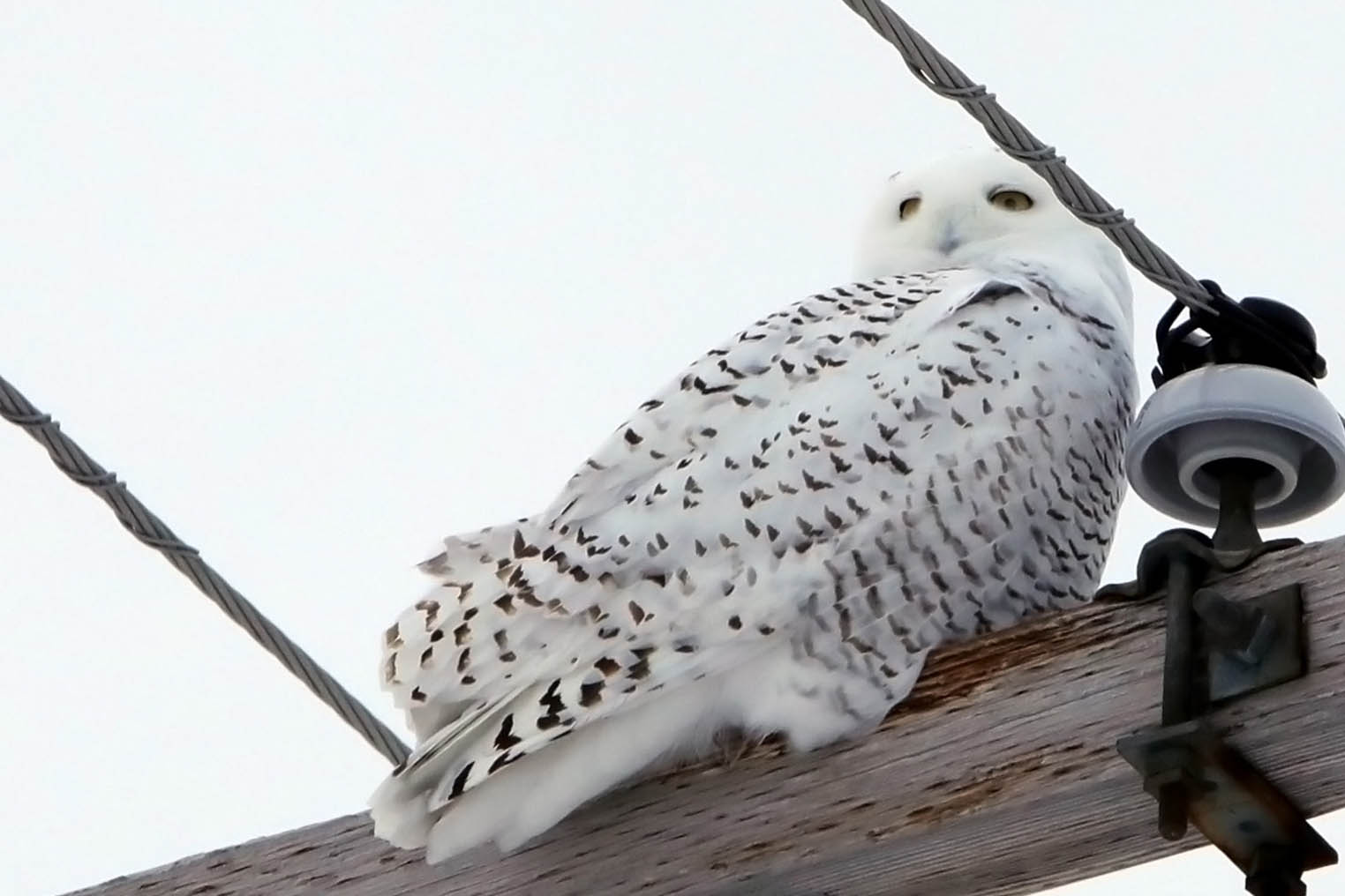 2018 Snowy Old MG 9606