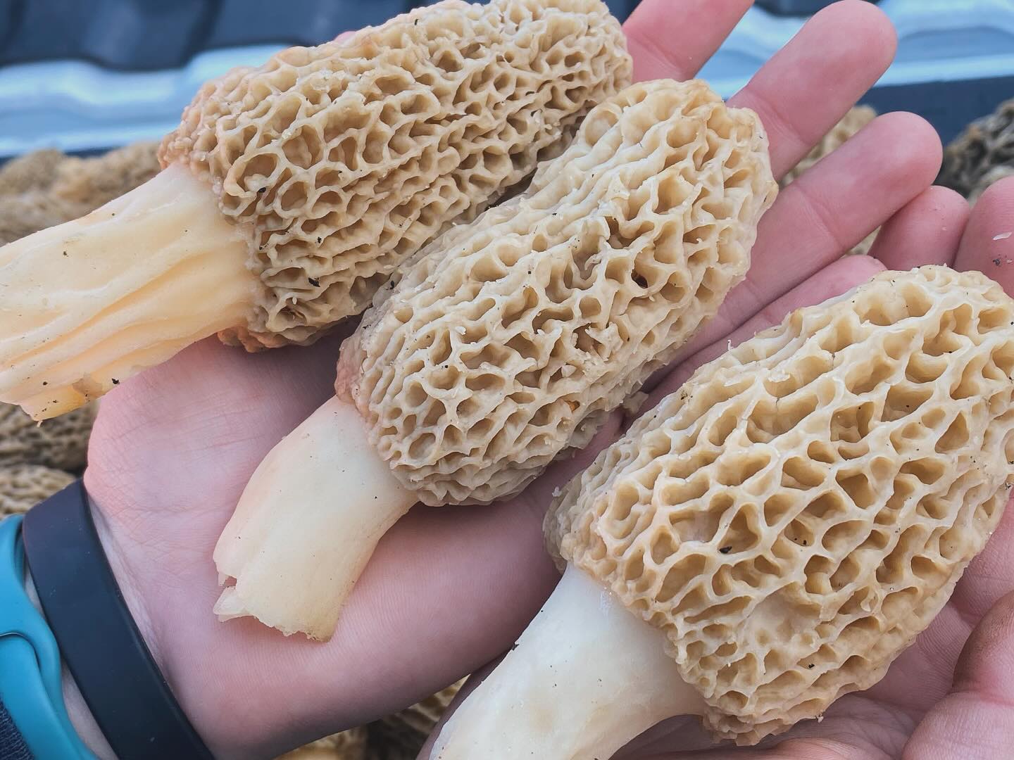 2025 Morel Mushrooms F